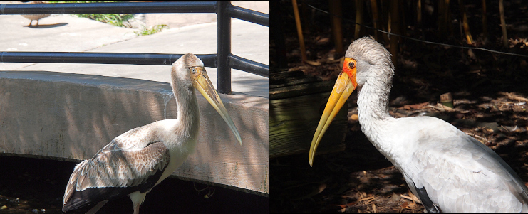 [Two photos spliced together with one stork juvenile in each. The younger stork is on the left. It has a pale yellow bill with a light colored eye and light greyish-white feathers on its head, neck, and body. The juvenile on the right has the red section of its head although the top of its head still has fluffy down feathers on it. The feathers on its back are more white than grey.]